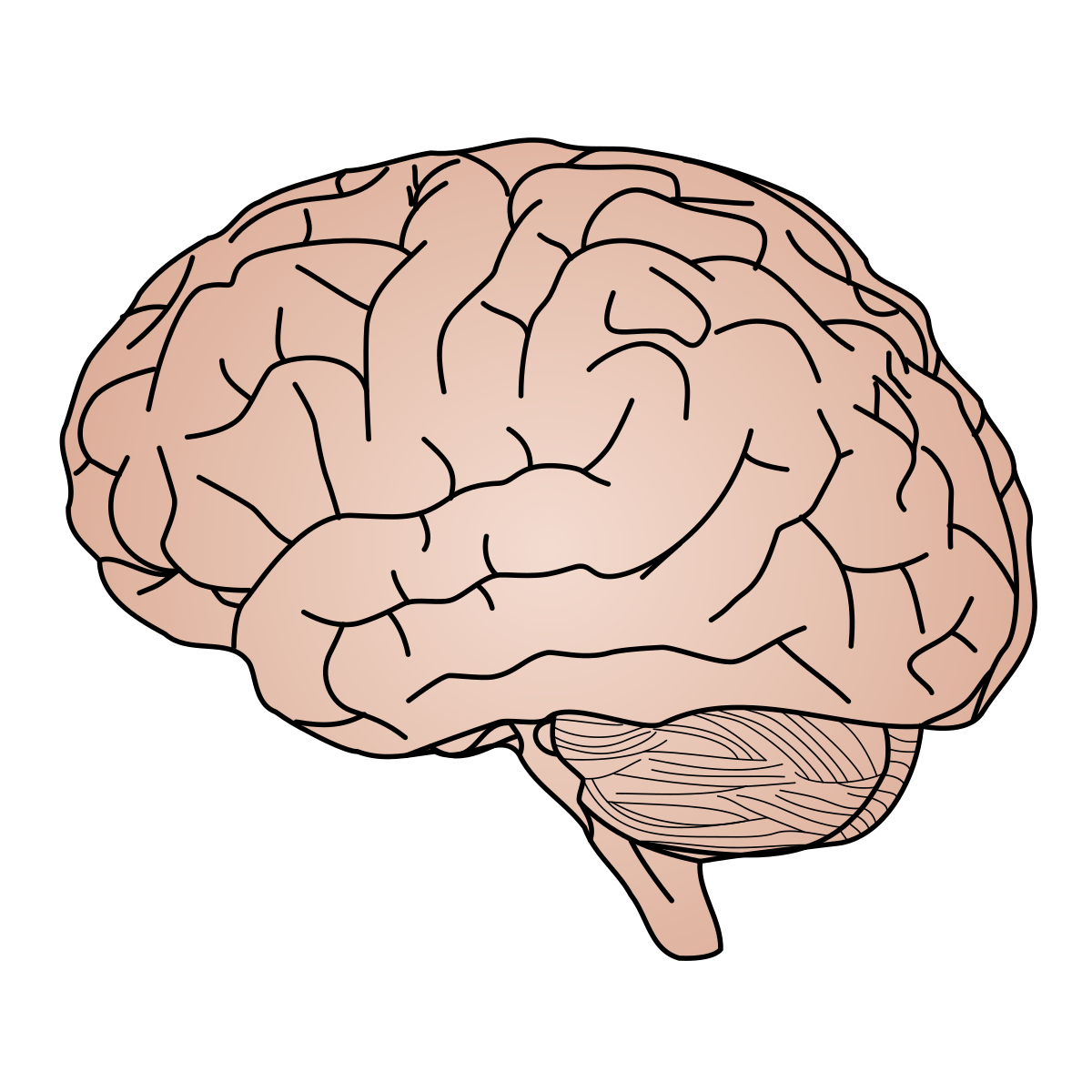 Brain. Source Wikipedia
